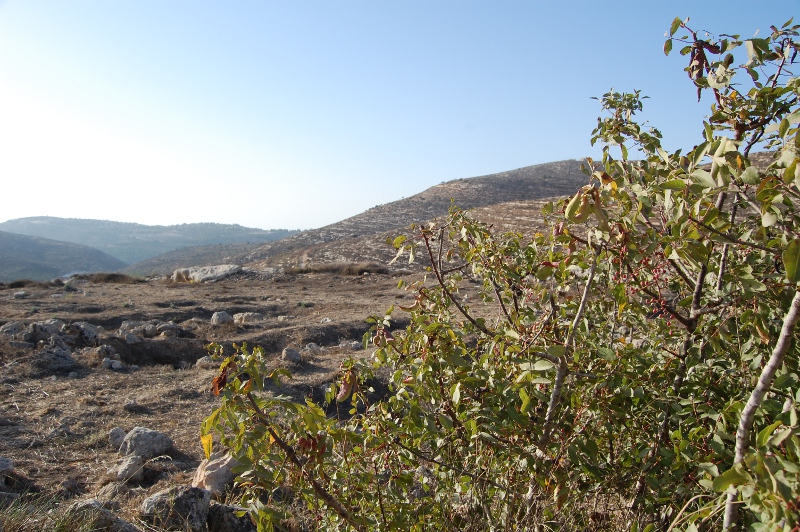 The hills of Ephraim at Shiloh