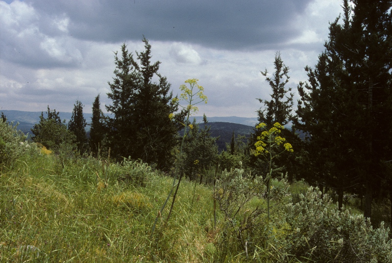 Spring in the Mountains of Judea