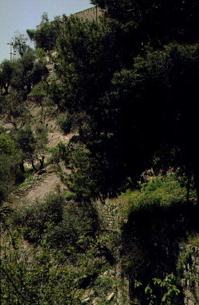 Trees just below the Golden Gate, Jerusalem