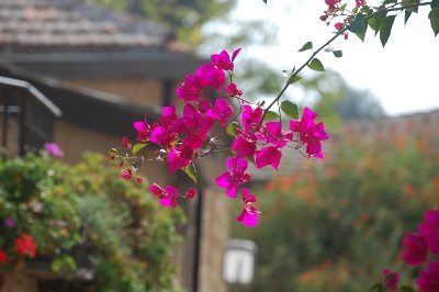 Bouganvillia in Jerusalem