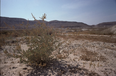 plants in the Aravah wilderness.