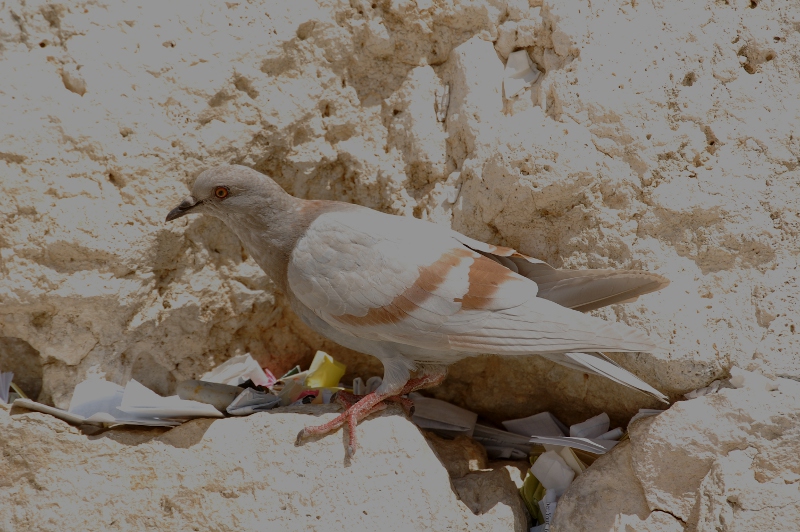 a dove at the Kotel (Western Wall) in Jerusalem