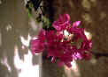 Bouganvelia blossom  -  Jerusalem