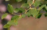 Christ Thorn