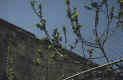 Fig tree firstfruits at Pessach  -  Jerusalem