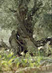 Olive tree in Gethsemane - Jerusalem