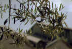 Olive branches - Church of All Nations - Jerusalem