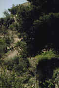 Trees just under the Eastern wall of Jerusalem